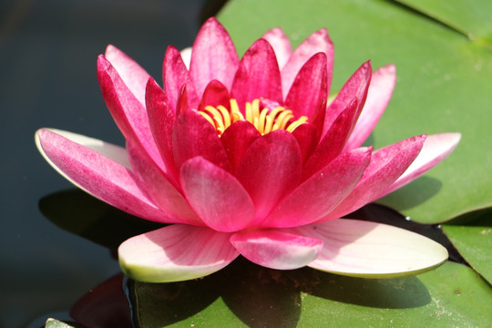 莲花