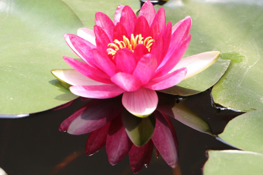 莲花