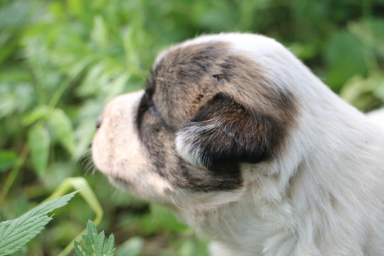 狗狗