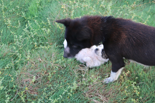 狗狗