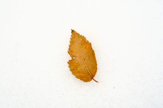 雪地落叶