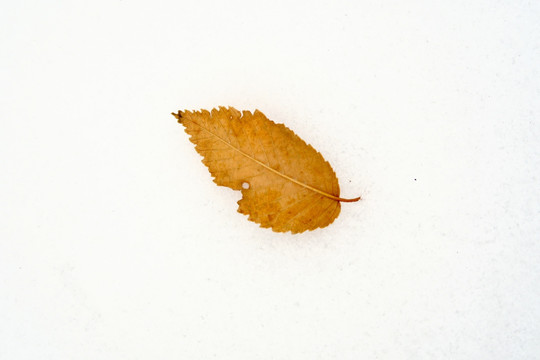 雪地落叶