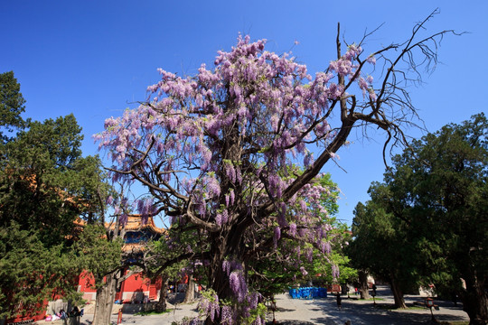 孔庙紫藤萝树