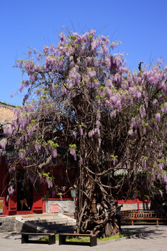 北京孔庙紫藤萝树