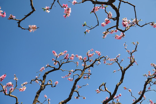 桃园花开春色艳