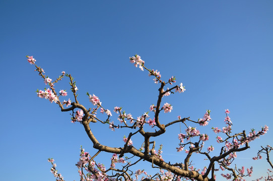 桃园里的桃花