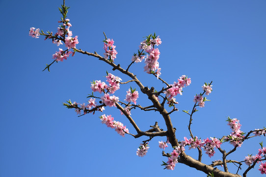 桃园里的桃花