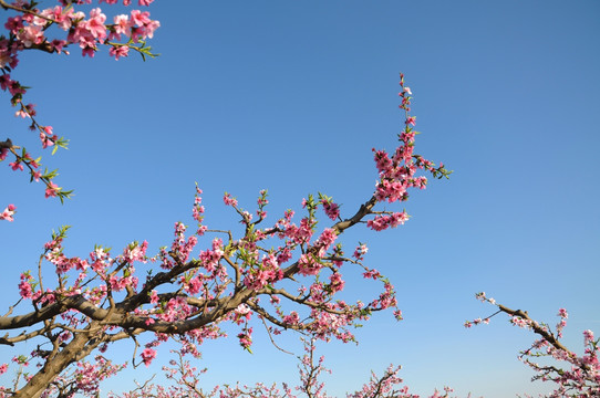 桃园里的桃花