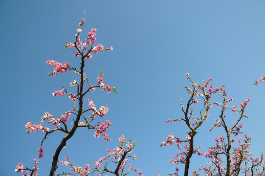 满园桃花开