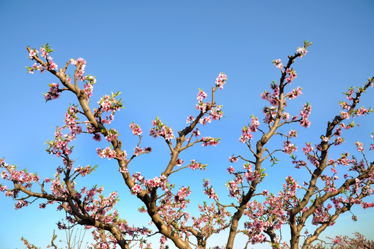 桃花素材