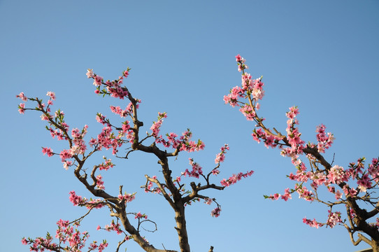 一色蓝天桃花艳