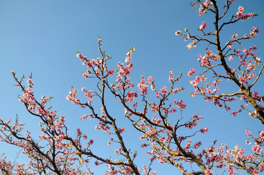 晴空桃花