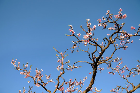 晴空桃花