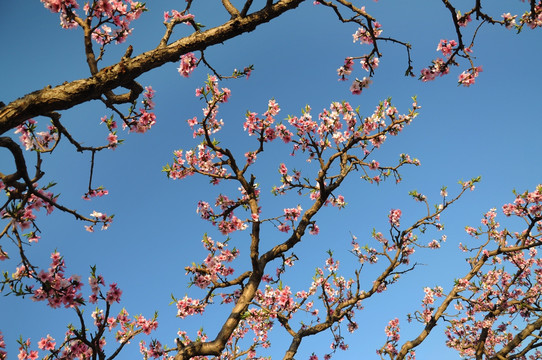 满树桃花开