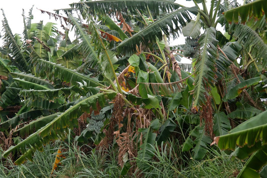 沙仔岛芭蕉树林