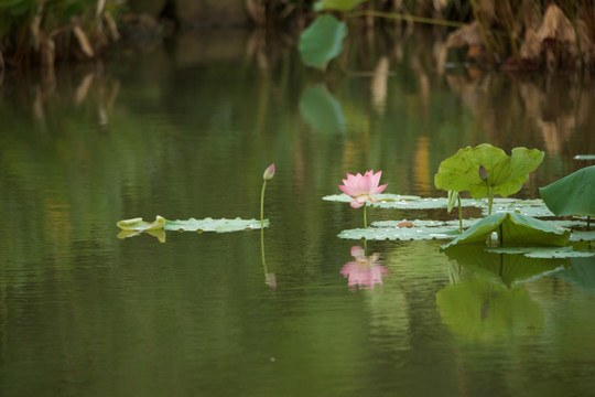 荷花