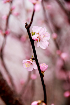 粉色梅花春天粉色花朵植物摄影