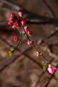 桃花花蕾桃花开