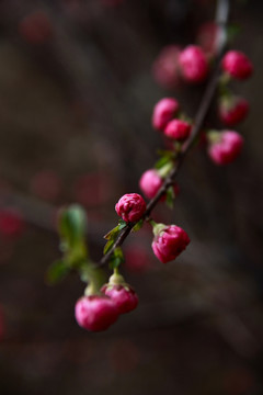 桃花花蕾桃花开