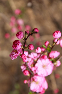 桃花花蕾桃花开