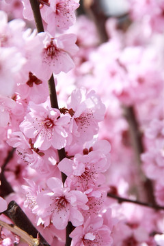 桃花花蕾桃花开