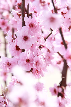 粉色樱花烂漫樱花摄影图片素材