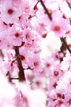 粉色樱花烂漫樱花摄影图片素