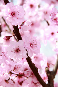 粉色樱花烂漫樱花摄影图片素