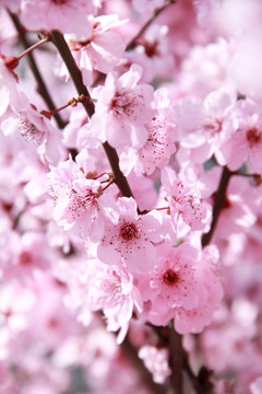 粉色樱花烂漫樱花摄影图片