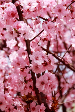 粉色樱花烂漫樱花摄影图片