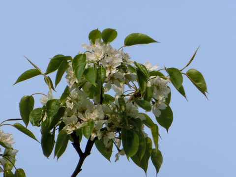 梨花 梨树花