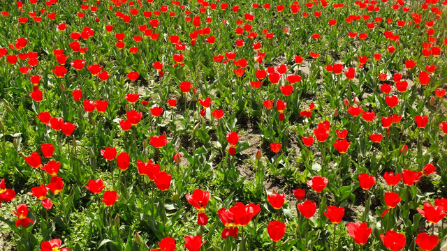 郁金香花海