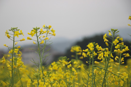 油菜花