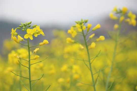 油菜花特写