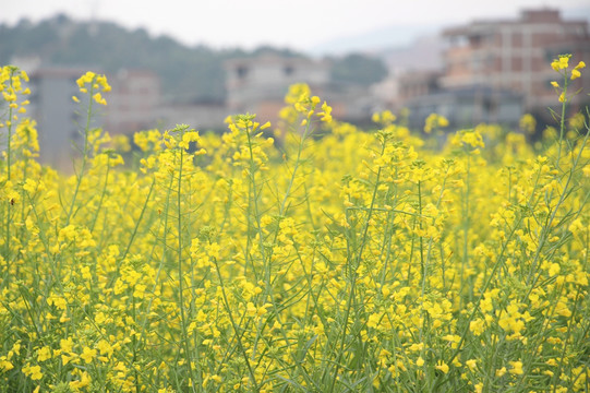 油菜花田