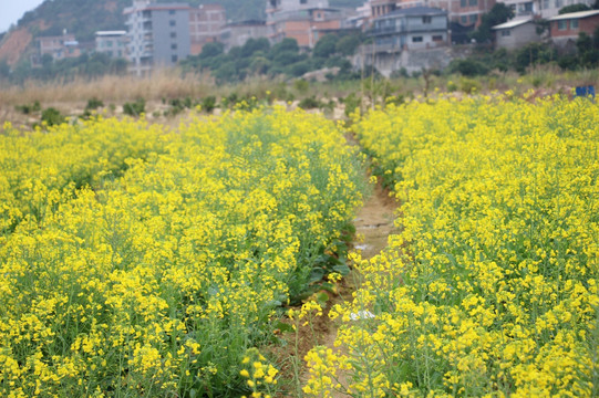 油菜花