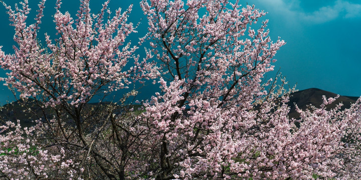 新源野杏花