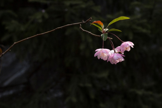 海棠花