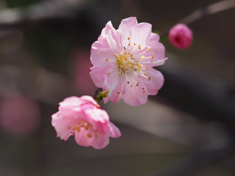 盛开的桃花