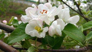 苹果花