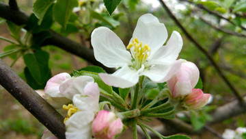 苹果花