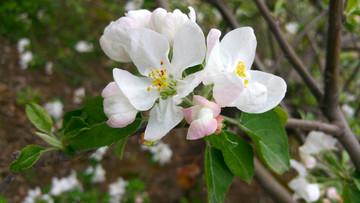 苹果花