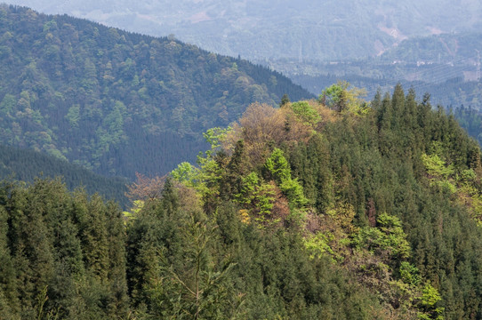 高山植被