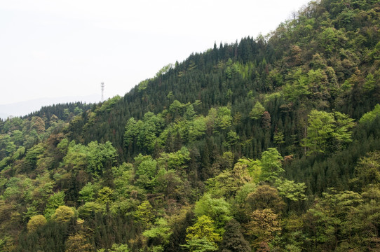 高山植被