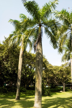 椰树 椰子树 椰树林