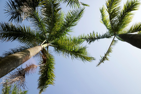 椰树 椰子树