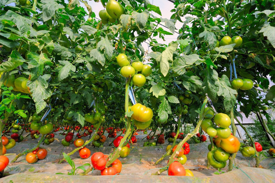 西红柿种植高清大图照片摄影图