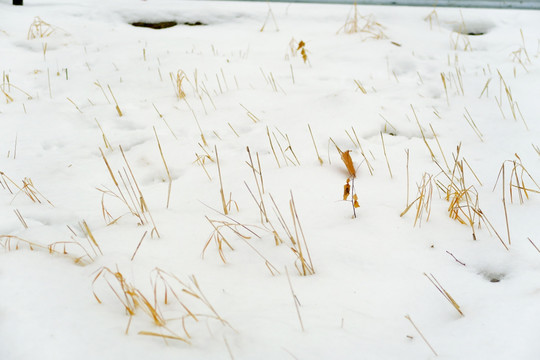 雪地枯草