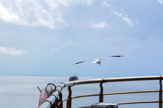 游船 海鸥 天空