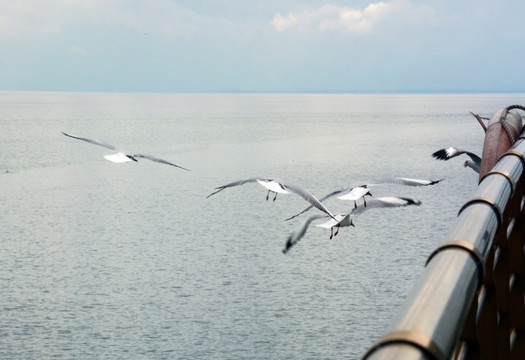 飞翔的海鸥 洱海